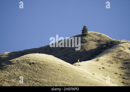 Un arbre isolé sur l'horizon de collines herbeuses près de Puffer Butte, Blue Mountains, forêt nationale d'Umatilla, comté d'Asotin, Washington,ÉTATS-UNIS Banque D'Images