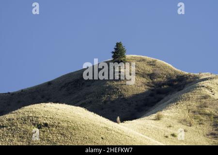 Un arbre isolé sur l'horizon de collines herbeuses près de Puffer Butte, Blue Mountains, forêt nationale d'Umatilla, comté d'Asotin, Washington,ÉTATS-UNIS Banque D'Images