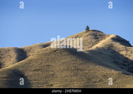 Un arbre isolé sur l'horizon de collines herbeuses près de Puffer Butte, Blue Mountains, forêt nationale d'Umatilla, comté d'Asotin, Washington,ÉTATS-UNIS Banque D'Images