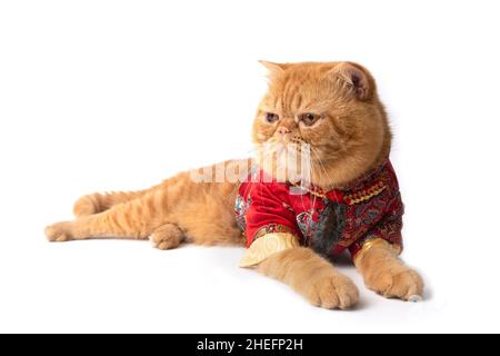 Photo de studio d'un joli chat écossais en pli portant une robe chinoise sur le sol. Banque D'Images