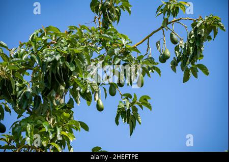 Fruits biologiques verts mûrs de l'avocat accrochés à la plantation d'arbres de l'avocat Banque D'Images