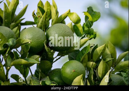 Agrumes d'orange vert mûrissant sur des plantations d'orangers biologiques Banque D'Images