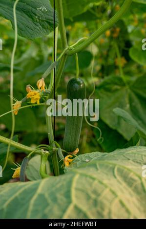 Jeunes concombres verts légumes suspendus sur des lianas de plantes concombres dans la maison verte Banque D'Images