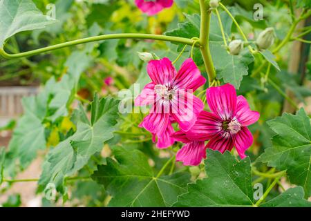 Gros plan de la fleur de Malva assurgentiflora à Los Angeles, Californie Banque D'Images