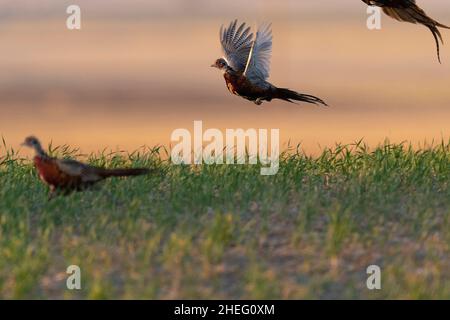 Volant faisan à travers le ciel du Dakota du Sud en soirée Banque D'Images