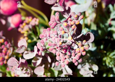 Plantes, herbes et fleurs artificielles violettes sur la table.Décoration et design d'intérieur Banque D'Images