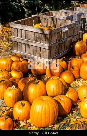 Citrouilles à vendre à l'automne dans une ferme du Massachusetts Banque D'Images