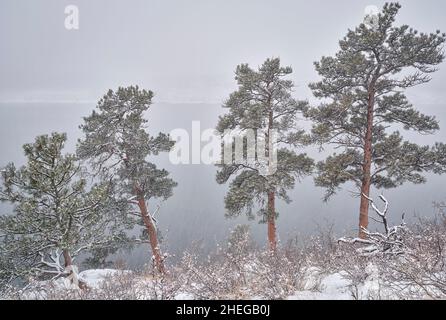 Pins sur une rive du réservoir Horstooth, dans les contreforts du Colorado, près de fort Collins, dans une tempête de neige hivernale intense Banque D'Images