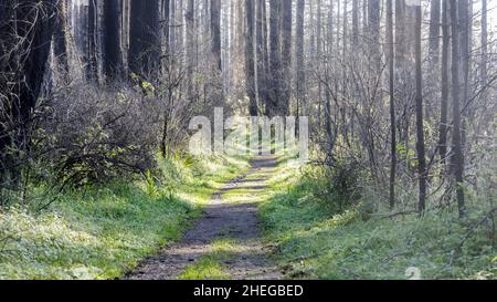 La forêt de Douglas Fir a brûlé dans le feu de Woodward en août 2020 à Sky Trail, point Reyes National Seashore, Californie. Banque D'Images