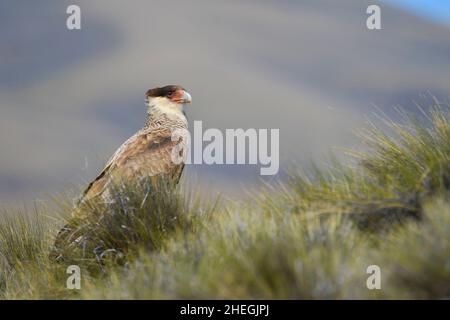 Carancho, est une espèce d'oiseau falconiforme de la famille des Falconidae Banque D'Images