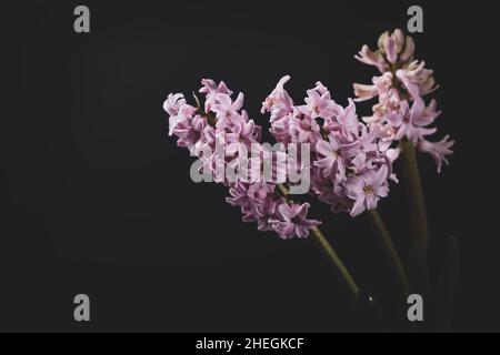 Jacinthe rose en fleur sur fond noir.Carte de vœux, espace pour le texte Banque D'Images