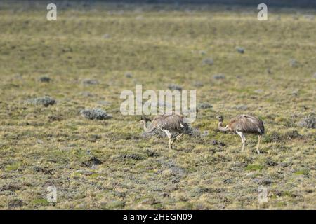 Le nandou pampéen commun est une espèce d'oiseau strutiforme de la famille des Rheidae. Banque D'Images