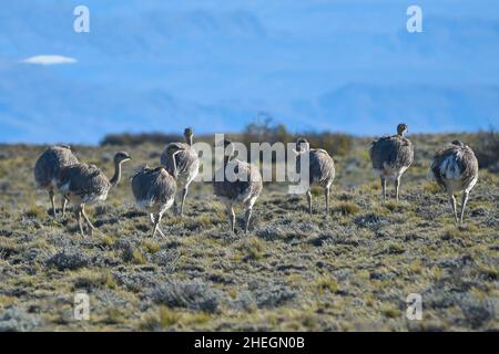 Le nandou pampéen commun est une espèce d'oiseau strutiforme de la famille des Rheidae. Banque D'Images