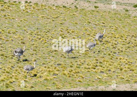 Le nandou pampéen commun est une espèce d'oiseau strutiforme de la famille des Rheidae. Banque D'Images