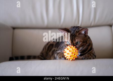 Le chat Bengale est installé sur un fauteuil en cuir clair avec une boule jaune-rouge Banque D'Images