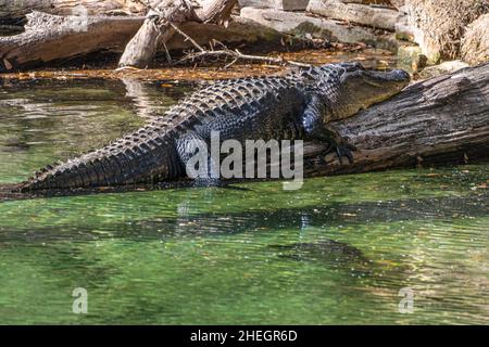 Grand alligator américain (Alligator mississippiensis) qui prend le soleil sur une bûche dans la Blue Spring Run au parc national de Blue Spring dans le comté de Volusia, en Floride. Banque D'Images