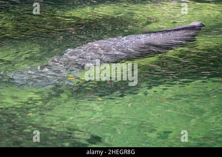 Le lamantin indien de l'Ouest (Trichechus manatus) surfacé dans la course Blue Spring au parc national Blue Spring dans le comté de Volusia, en Floride.(ÉTATS-UNIS) Banque D'Images