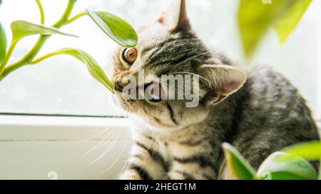 Adorable usine de fenêtre de chat de pliage écossais heureux. Banque D'Images