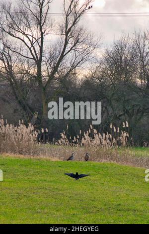 deux oies égyptiennes sont perturbées par un corbeau qui s'approche. la scène se trouve dans un champ devant l'herbe de roseaux en hiver Banque D'Images