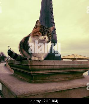 Beau chat tricolore avec des yeux gris est assis sur un parapet d'une rue sur le remblai à Odessa Ukraine Banque D'Images