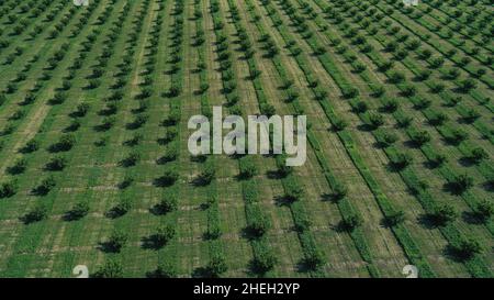 vue aérienne sur les jardins agricoles au printemps. Banque D'Images