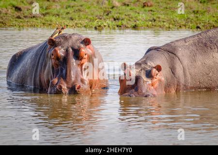 2 Hippos (Hippopotamus amphibius) regarder en colère dans la caméra.Parc national du Zambèze inférieur, Zambie, Afrique Banque D'Images