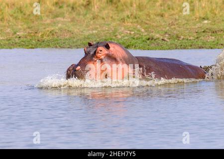 Hippopotamus (Hippopotamus amphibius) montre des éclaboussures d'eau d'agression.Parc national du Zambèze inférieur, Zambie, Afrique Banque D'Images