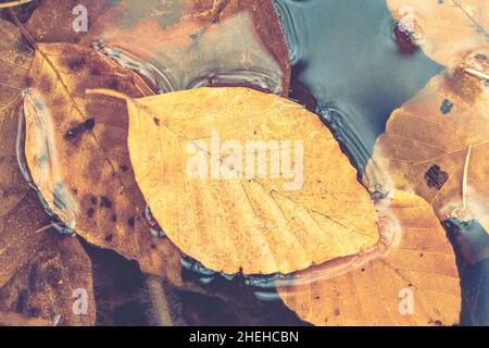 feuilles d'automne dans l'eau. vie mystérieuse et sombre, saison d'automne. pluie et flaque avec feuilles de hêtre. temps pluvieux. toile de fond d'automne. vue du dessus, copie sp Banque D'Images