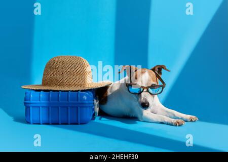 Le joli chien Jack Russell Terrier en lunettes de soleil se trouve avec une valise et un chapeau de paille isolés sur fond bleu studio.Vacances amusantes et conce de voyage Banque D'Images