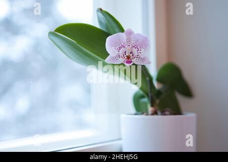 Gros plan de l'orchidée phalaenopsis pourpre dans la fleur pot-orchidée à la fenêtre à la maison Banque D'Images