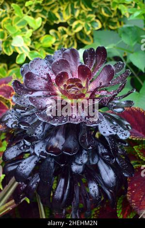 Raindrops sur la rosette pourpre/noire Aeonium 'Zwartkop' (arbre Houseleek) plante dans les frontières à RHS Garden Harlow Carr, Harrogate, Yorkshire, Angleterre. Banque D'Images