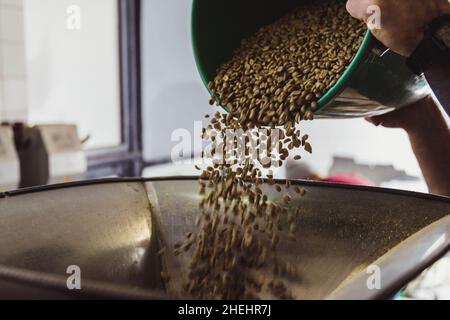 Entrepreneur verse des grains de café crus dans une machine à rôtir moderne. Banque D'Images