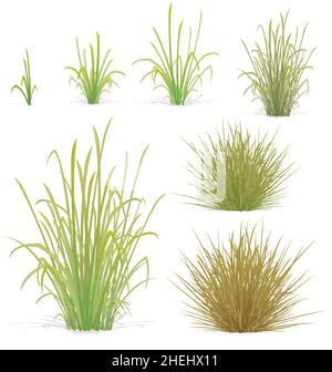 divers touffes d'herbe et de petites plantes buissons éléments vectoriels ensemble isolé sur fond blanc Illustration de Vecteur
