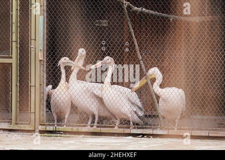 Heidelberg, Allemagne.11th janvier 2022.Les pélicans roses se trouvent dans une cage au zoo d'Heidelberg.Comme une grippe aviaire a été détectée chez une oie rouge morte au zoo d'Heidelberg, l'installation ferme ses volières à l'intérieur pour le moment.Credit: Uwe Anspach/dpa/Alamy Live News Banque D'Images