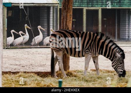 Heidelberg, Allemagne.11th janvier 2022.Les pélicans roses se trouvent derrière un zèbre dans une cage au zoo d'Heidelberg.Comme une grippe aviaire a été détectée chez une oie rouge morte au zoo d'Heidelberg, l'installation ferme ses volières à l'intérieur pour le moment.Credit: Uwe Anspach/dpa/Alamy Live News Banque D'Images