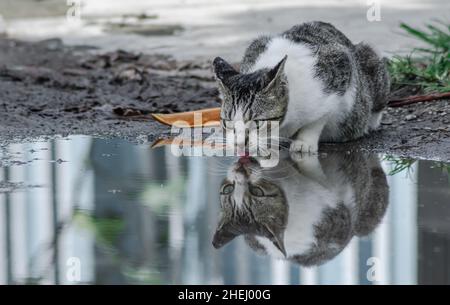 De l'eau de puddle d'eau dans la rue de la ville, un joli chat gris et blanc Banque D'Images