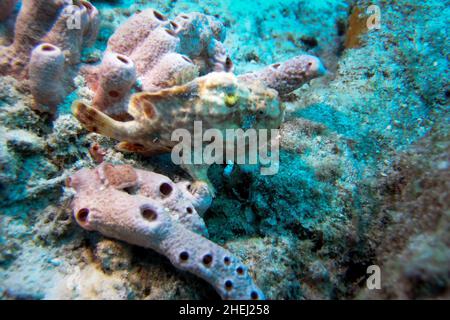 Frogfish Antennarius pictus peint aux couleurs vives sur un récif de corail tropical Banque D'Images