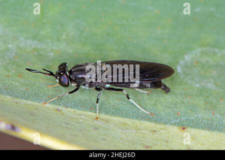 Black Soldier Fly - le nom latin est Hermetia illucens. Gros plan de la mouche assise sur une feuille. Cette espèce est utilisée dans la production de protéines. Banque D'Images