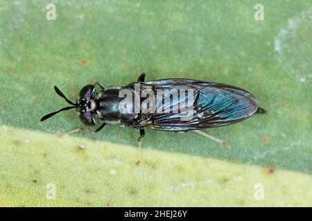 Black Soldier Fly - le nom latin est Hermetia illucens. Gros plan de la mouche assise sur une feuille. Cette espèce est utilisée dans la production de protéines. Banque D'Images