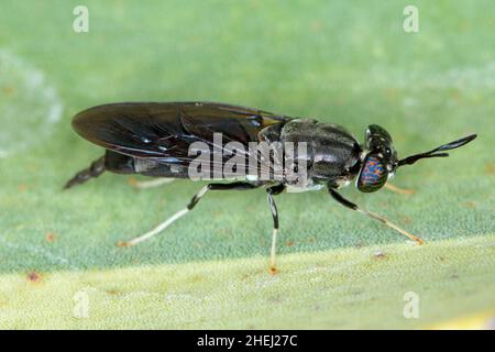 Black Soldier Fly - le nom latin est Hermetia illucens. Gros plan de la mouche assise sur une feuille. Cette espèce est utilisée dans la production de protéines. Banque D'Images