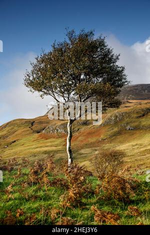 Arbre d'automne, près de Torrin, île de Skye, Écosse. Banque D'Images