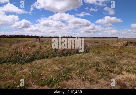 Paysage caractéristique de la Patagonie, sud du Chili Banque D'Images