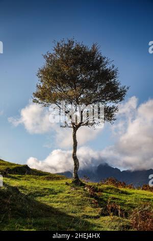 Arbre d'automne, près de Torrin, île de Skye, Écosse. Banque D'Images