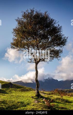 Arbre d'automne, près de Torrin, île de Skye, Écosse. Banque D'Images