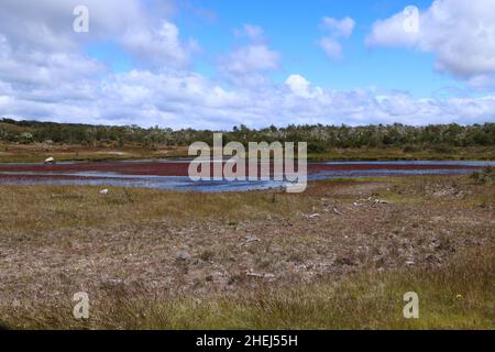Paysage caractéristique de la Patagonie, sud du Chili Banque D'Images