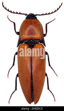 Elater ferrugineus le coléoptère rouillé une espèce de coléoptère click appartenant à la famille des Elateridae protégés en UE sur fond blanc Banque D'Images