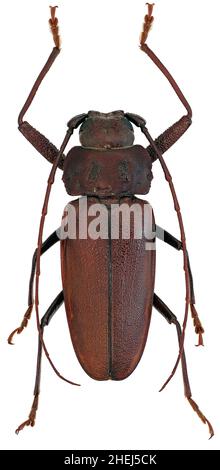 Ergates faber longhorn scarabée de la famille des Cerambycidae rare scarabée européen mâle Banque D'Images