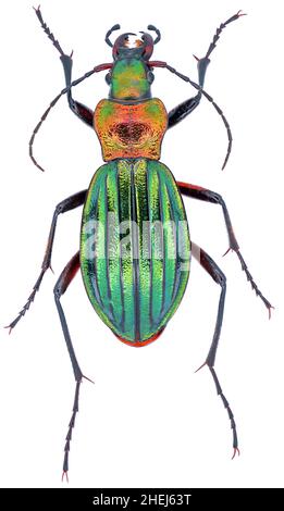 La femelle Carabus auronitens est membre d'une famille de carabidés de terre sur fond blanc Banque D'Images