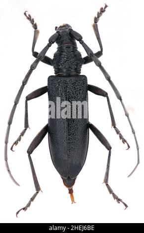 Le coléoptère du capricorne Cerambyx scopolii de la famille Cerambycidae sur un fond blanc femelle Banque D'Images