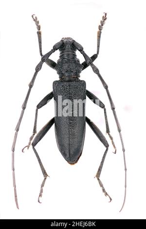 Le coléoptère du capricorne Cerambyx scopolii de la famille Cerambycidae sur fond blanc, mâle Banque D'Images